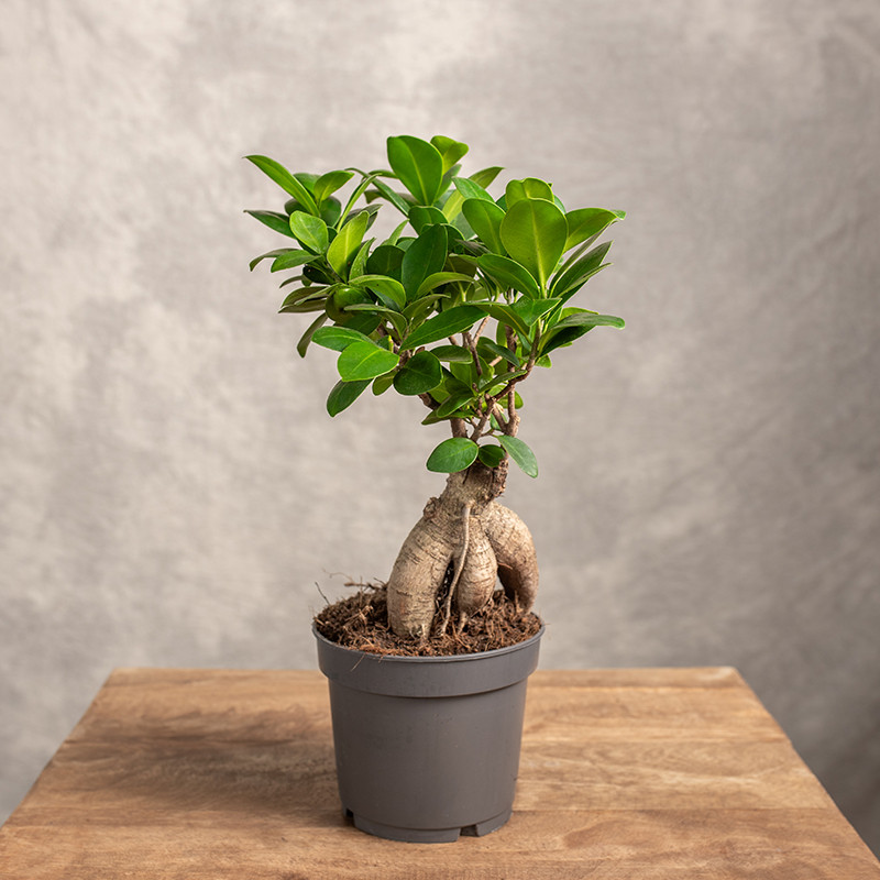 Bonsai Ficus Ginseng | Mały