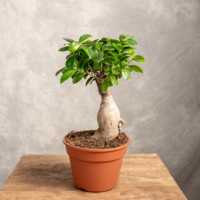 Bonsai Ficus Ginseng