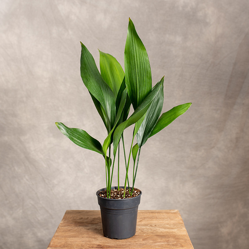 Aspidistra