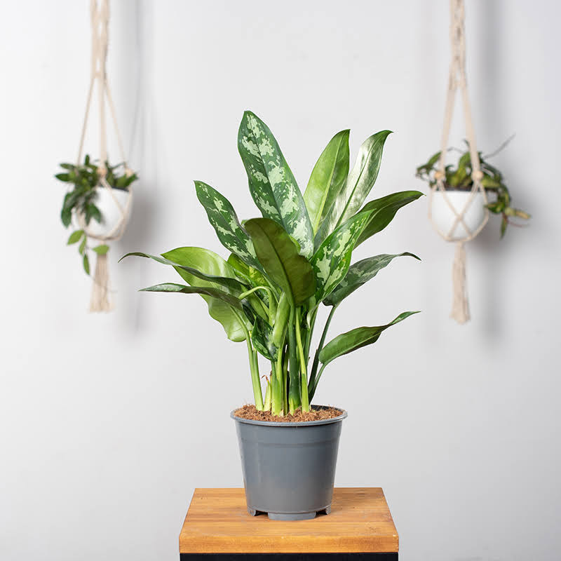 Aglaonema 'Maria' | Mała