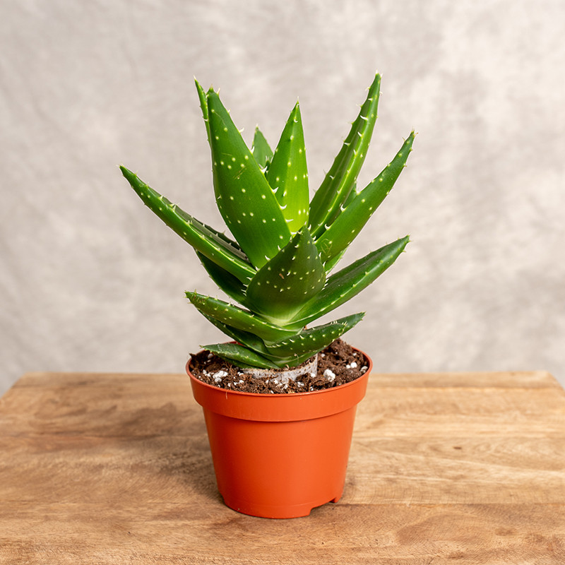 Aloes mitriformis