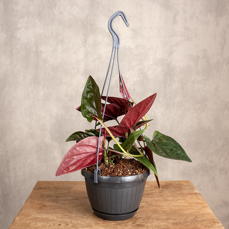 Syngonium 'Red Arrow' |...