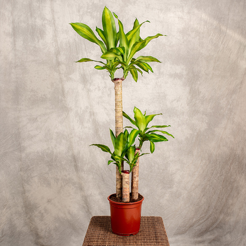 Dracena 'Massangeana' | 3 Pędy