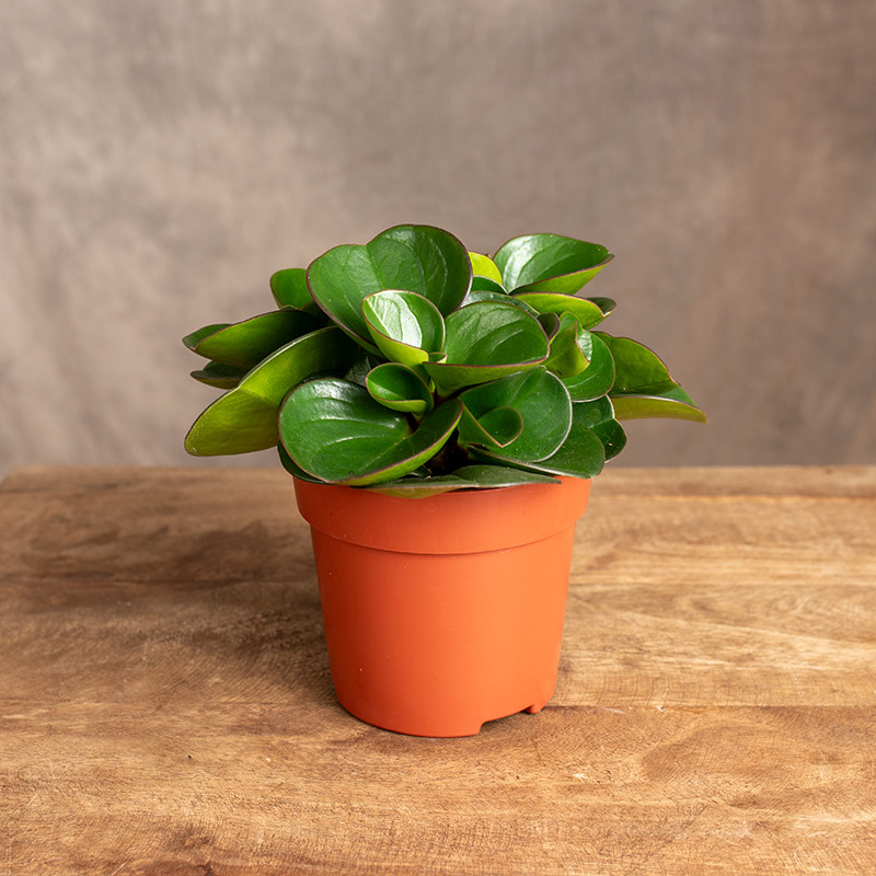 Peperomia 'Green Gold' | Mała