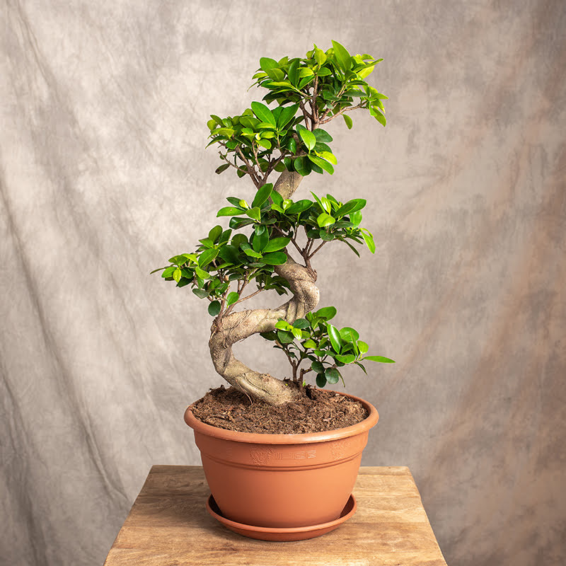 Fikus Bonsai Spiral