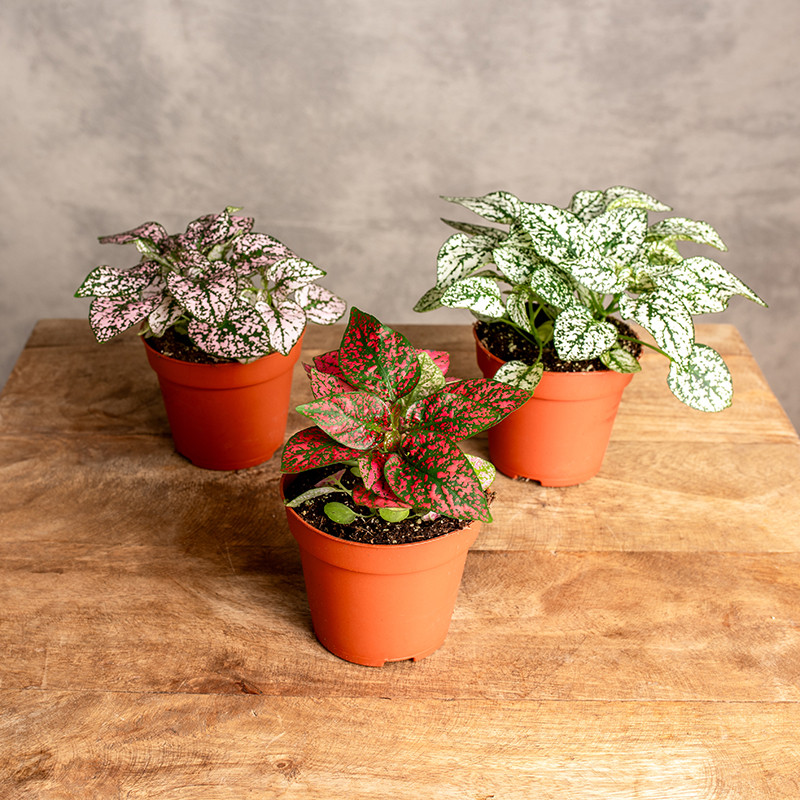 Hypoestes