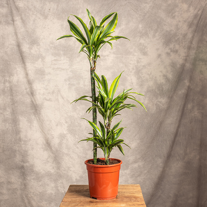 Dracena 'Lemon Lime' | 3 Pędy