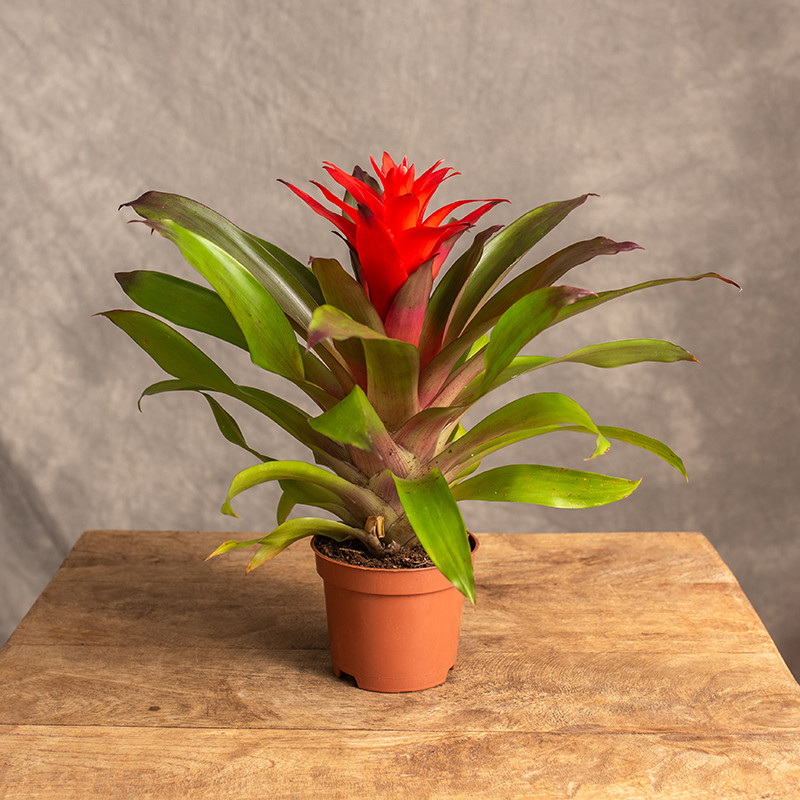 Guzmania 'Lorena'