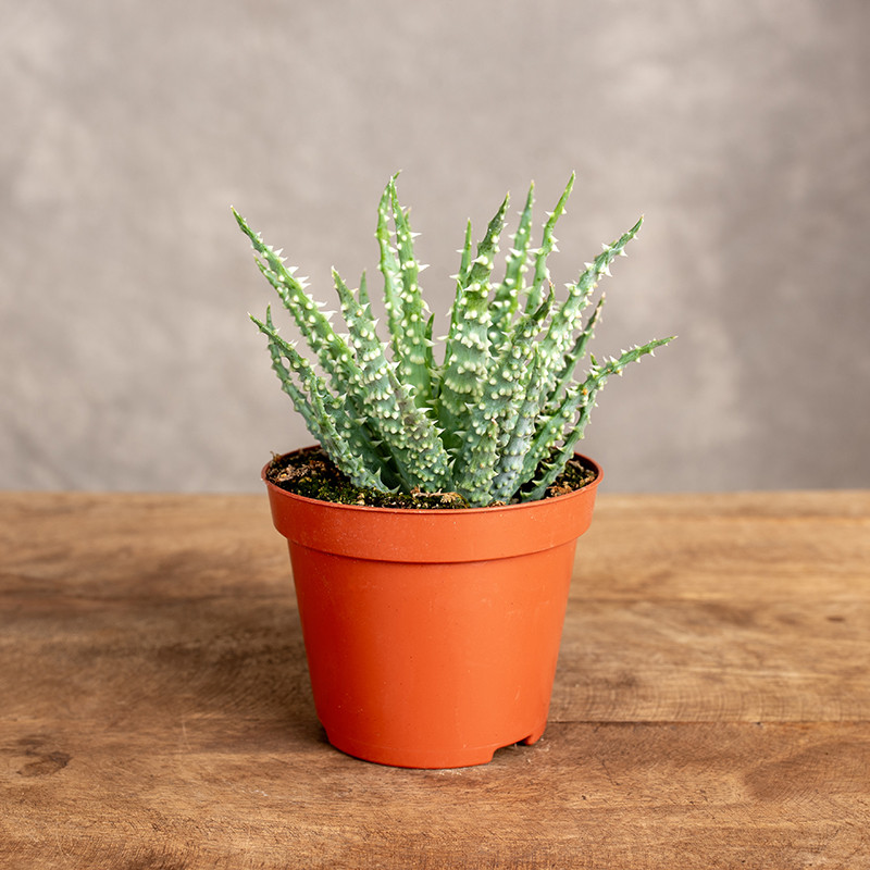 Aloes niski | Mini