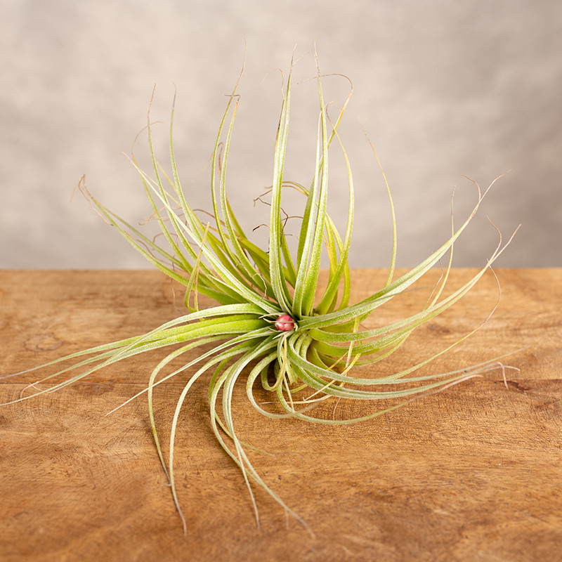 Tillandsia 'Cotton Candy' |...