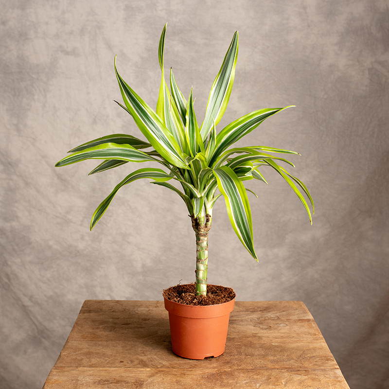 Dracena 'Lemon Lime' | Mała