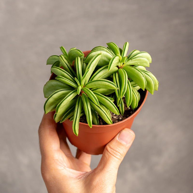 Peperomia 'Happy Bean' | Mała