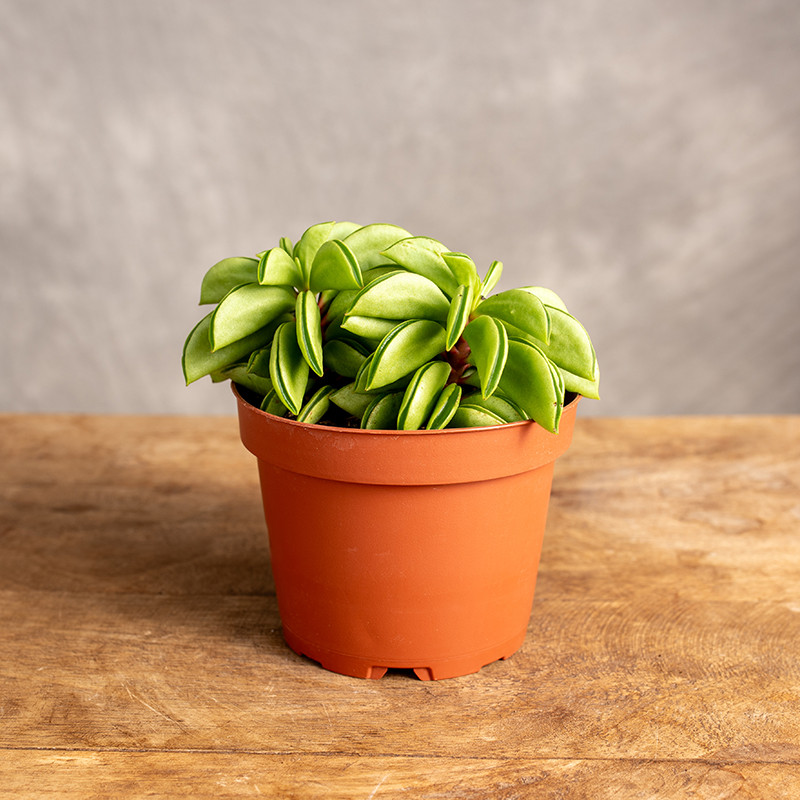 Peperomia 'Happy Bean' | Mała