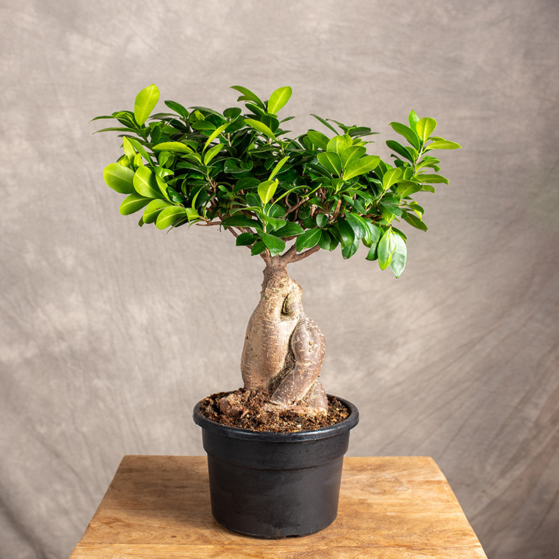 Bonsai Ficus Ginseng | Duży