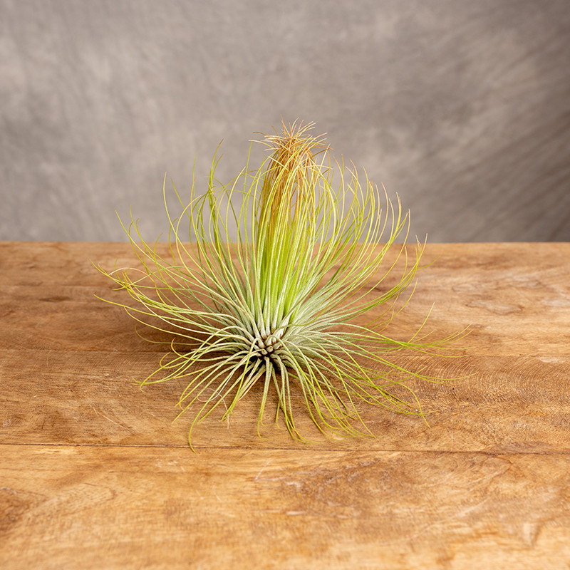 Tillandsia 'Andreana' |...