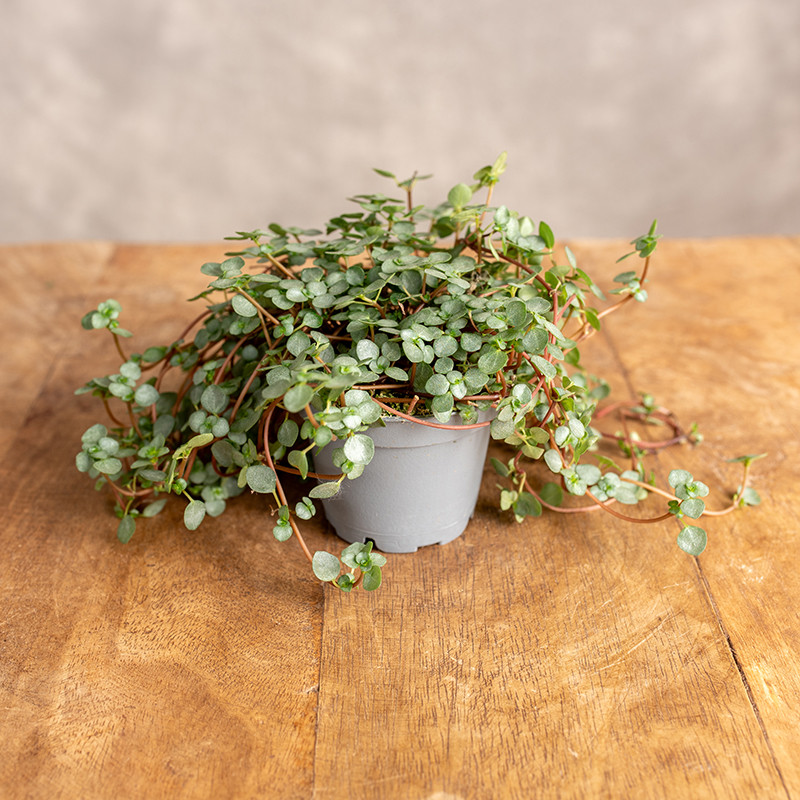 Pilea 'Greyzy' | Mini