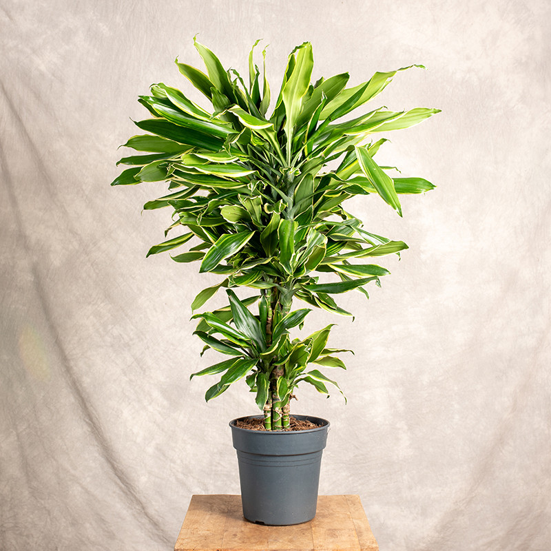 Dracena 'Golden Coast' |...