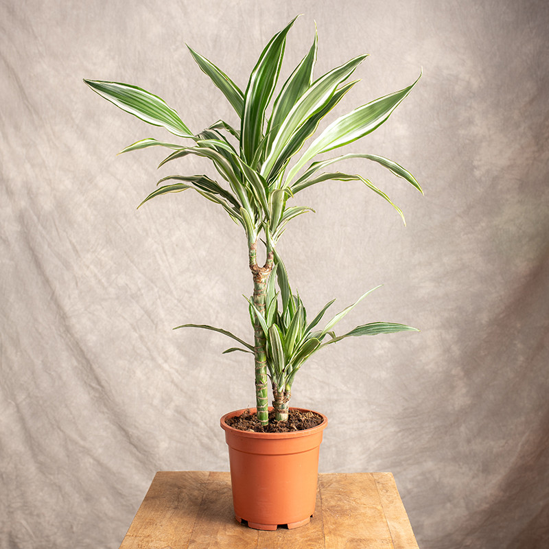 Dracena 'White Stripe'