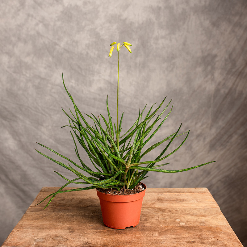 Aloes 'Bakera'