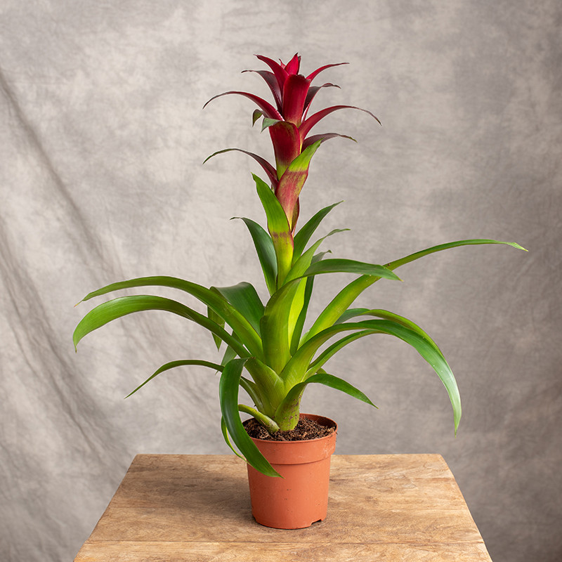 Guzmania 'Nextara'