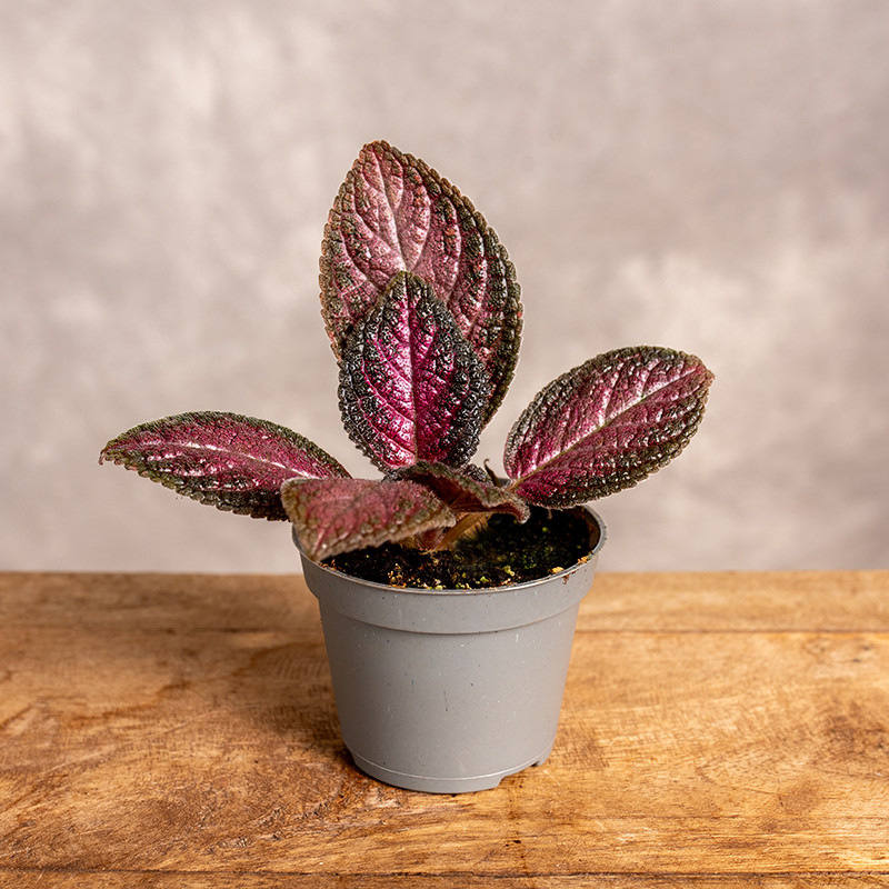 Episcia 'Malayan' | Mini