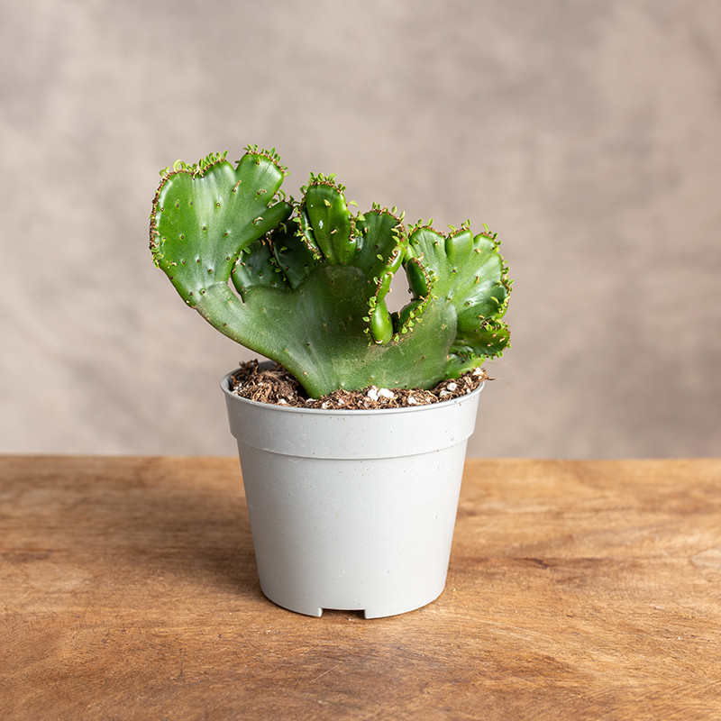 Euphorbia 'Cristata' | Mini