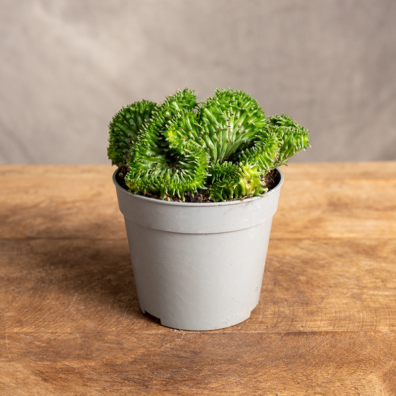 Euphorbia 'Cristata' | Mini