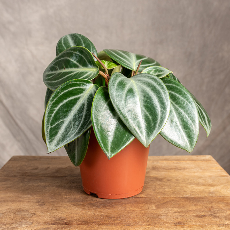 Peperomia 'Sarcophylla'