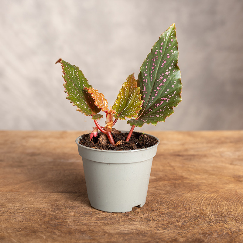 Begonia 'Polka Dot Pink' |...