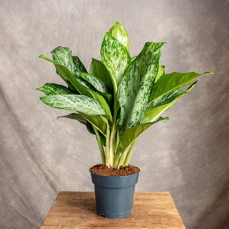 Aglonema 'Greenlight'