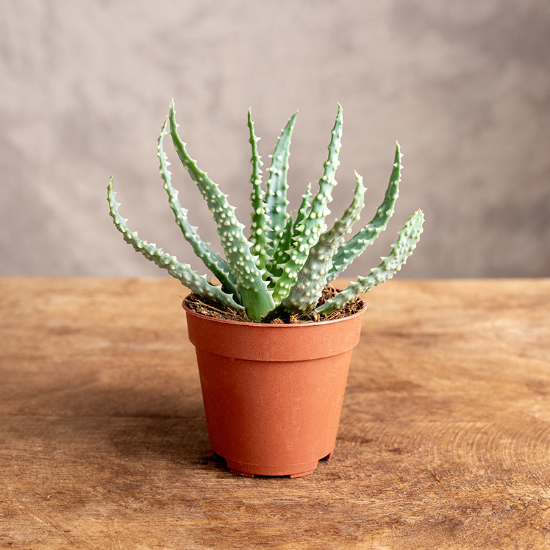 Aloes niski | Mini