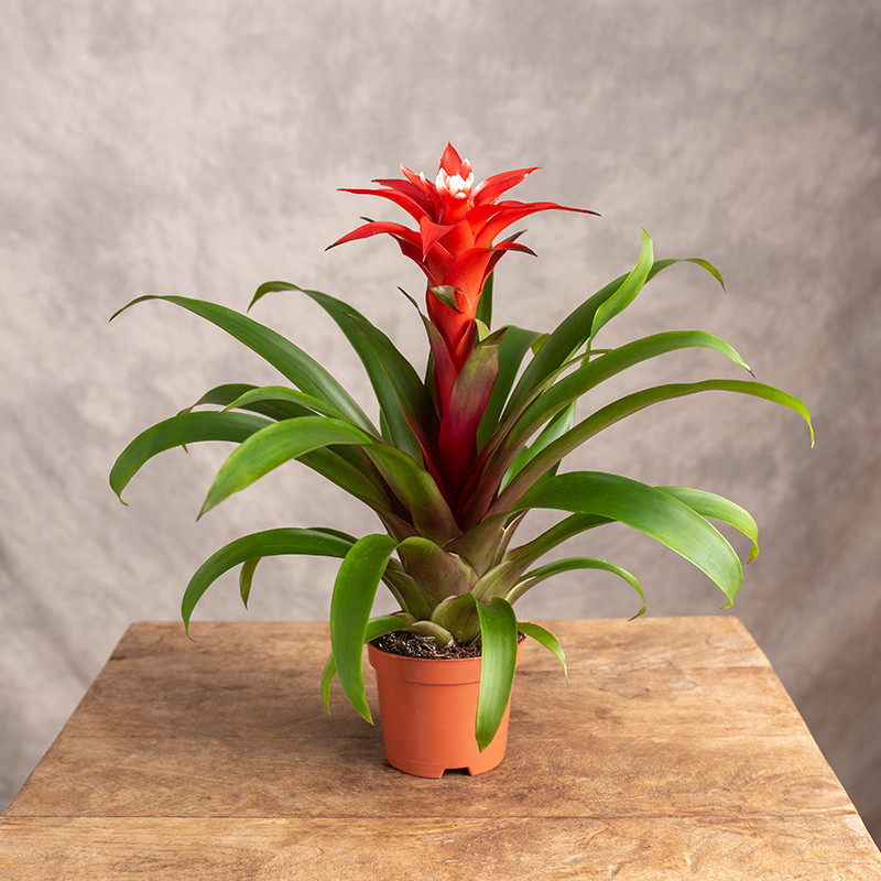 Guzmania 'Confetti'