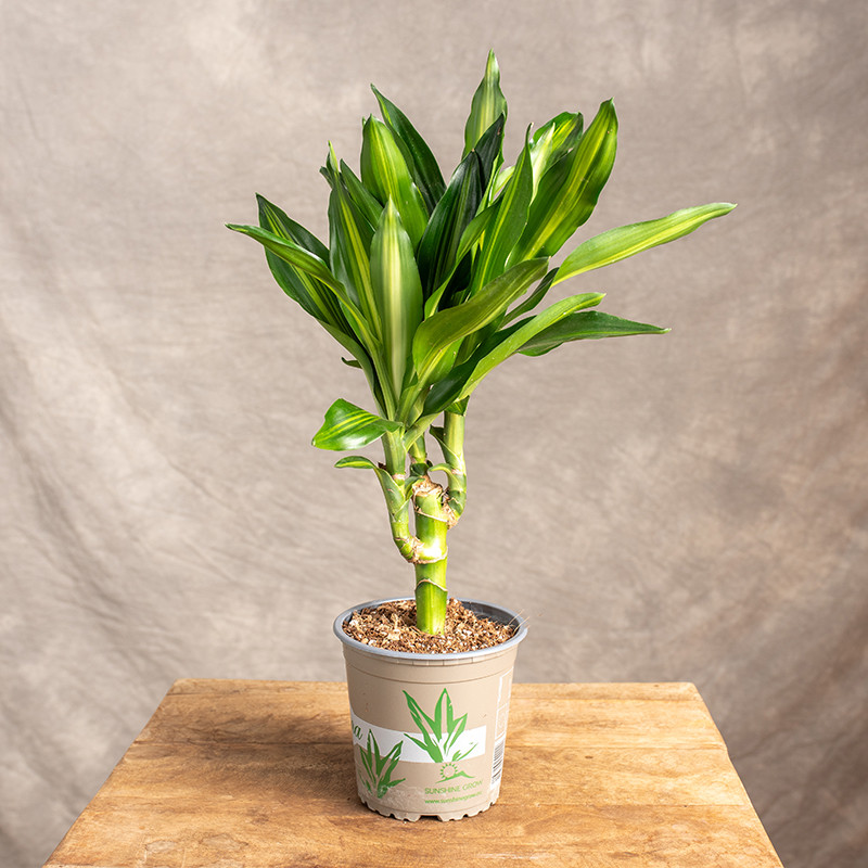 Dracena 'Cintho' | 1 Pęd