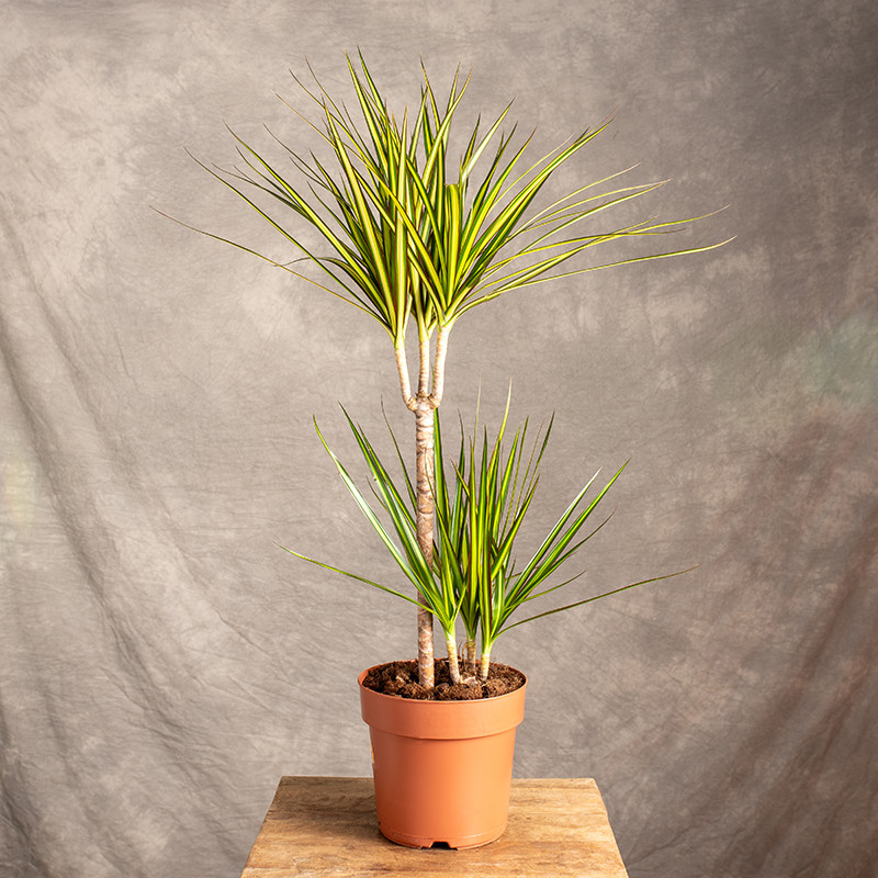 Dracena 'Sunray' | 2 Pędy