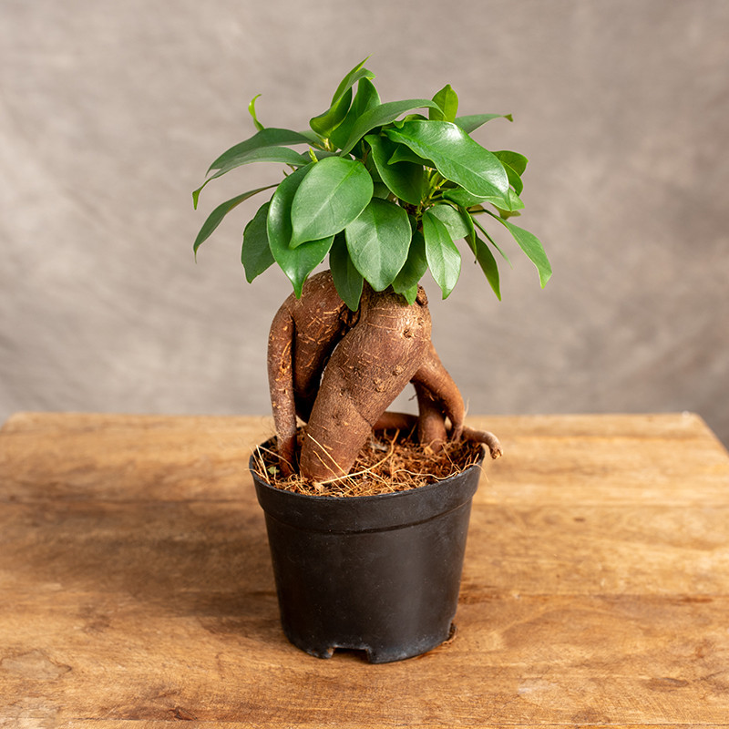 Bonsai Ficus Ginseng | Mały