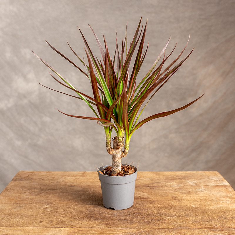 Dracena 'Magenta' | Mała