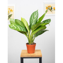 Aglaonema 'Stripes'