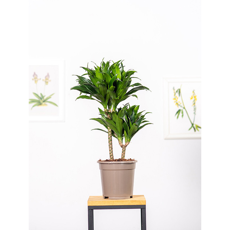 Dracena 'Compacta'