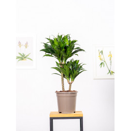 Dracena 'Compacta'