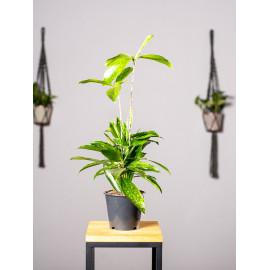 Dracena 'Aurea' | Mała