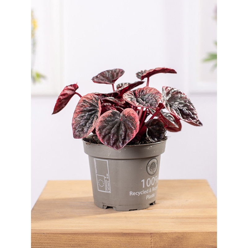 Peperomia 'Abricos'