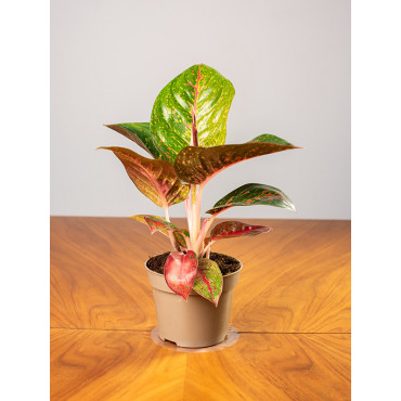 Aglaonema 'Dark Pink Star'