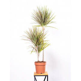 Dracena 'Bicolor' | 3 Pędy