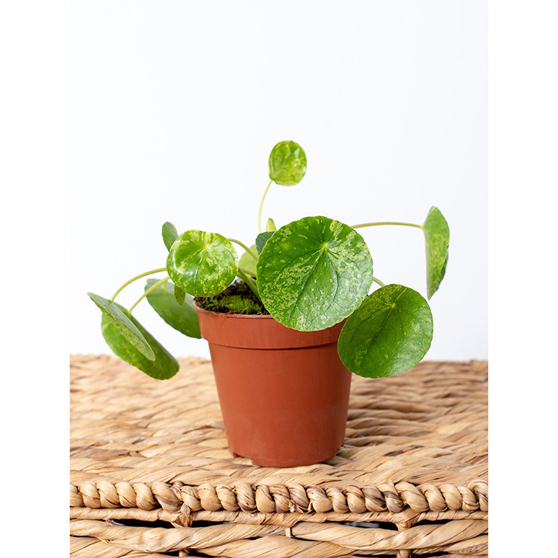 Pilea 'Mojito'