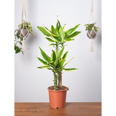 Dracena 'Golden Coast'