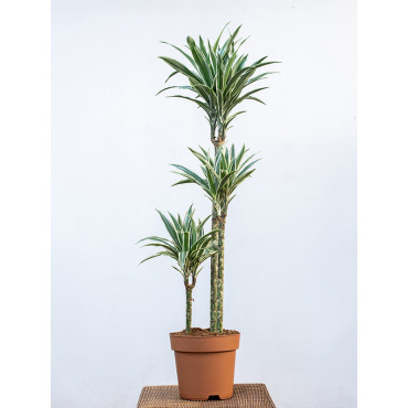 Dracena 'White Stripe'