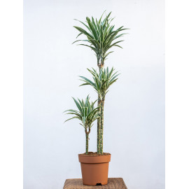 Dracena 'White Stripe'