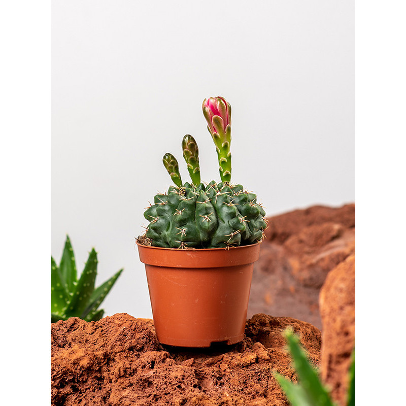 Gymnocalycium baldanium