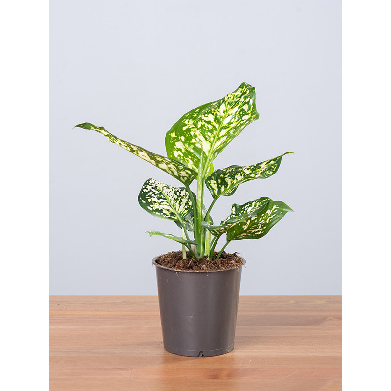 Aglaonema 'Ivory Jade'