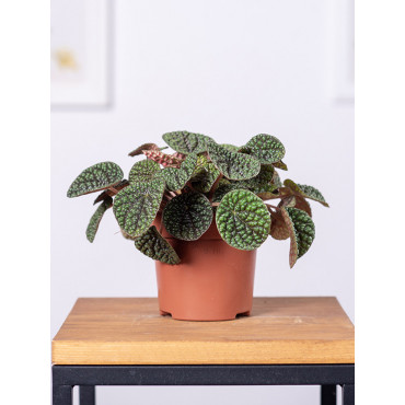 Peperomia Green Bubble